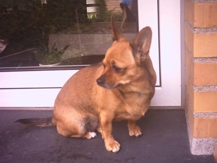 Chihuahua Jasmin billede 9