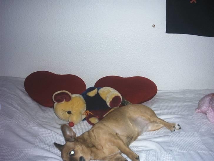 Chihuahua Jasmin billede 10