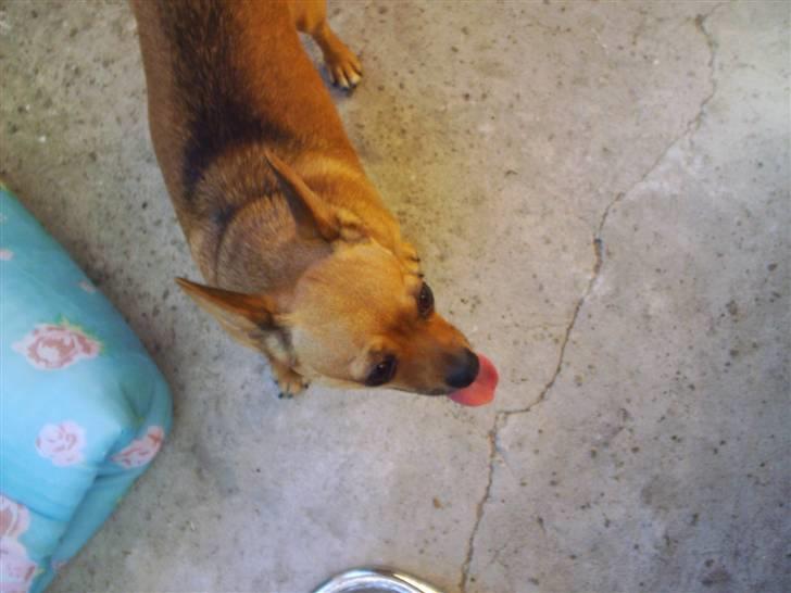 Chihuahua Jasmin billede 11