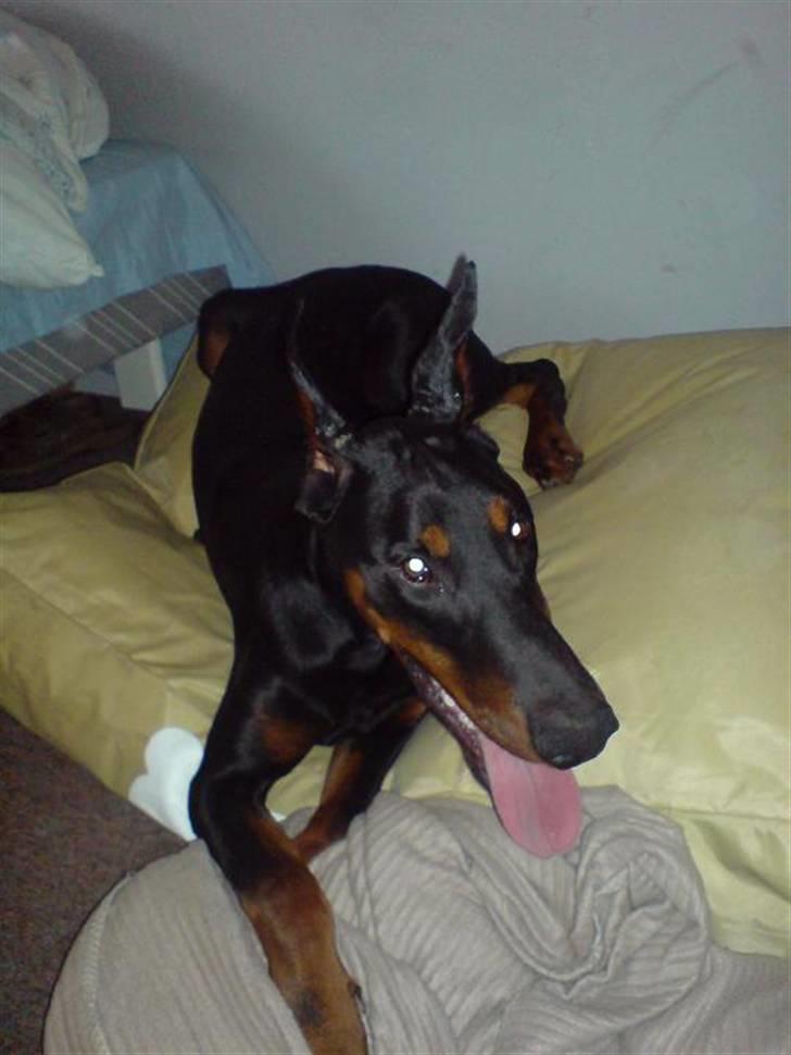 Dobermann Echo *solgt* :'( billede 2