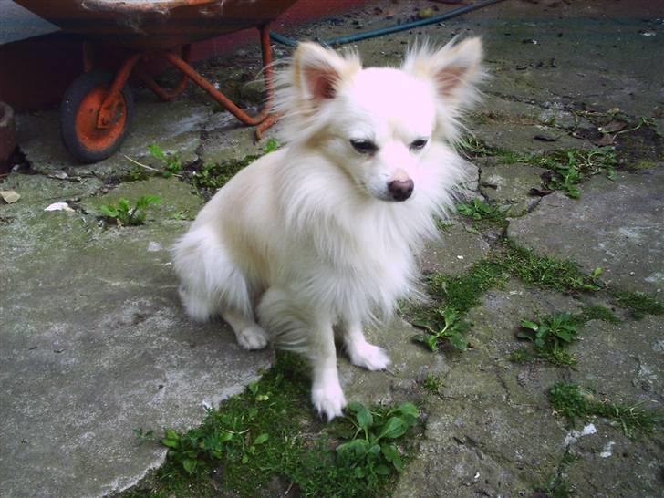 Chihuahua Sigurd  billede 1