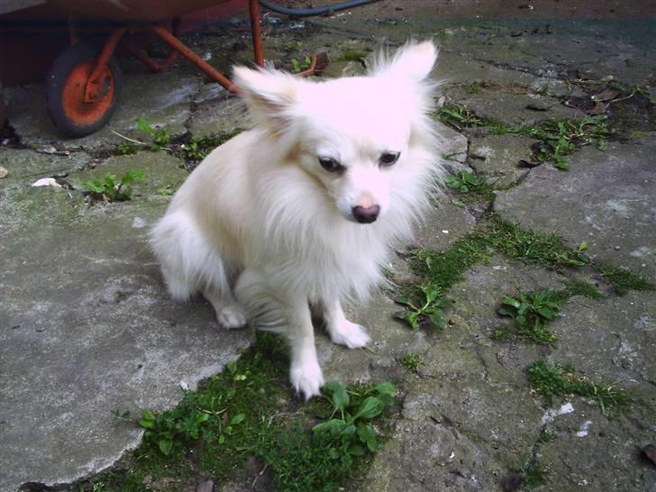 Chihuahua Sigurd  billede 2