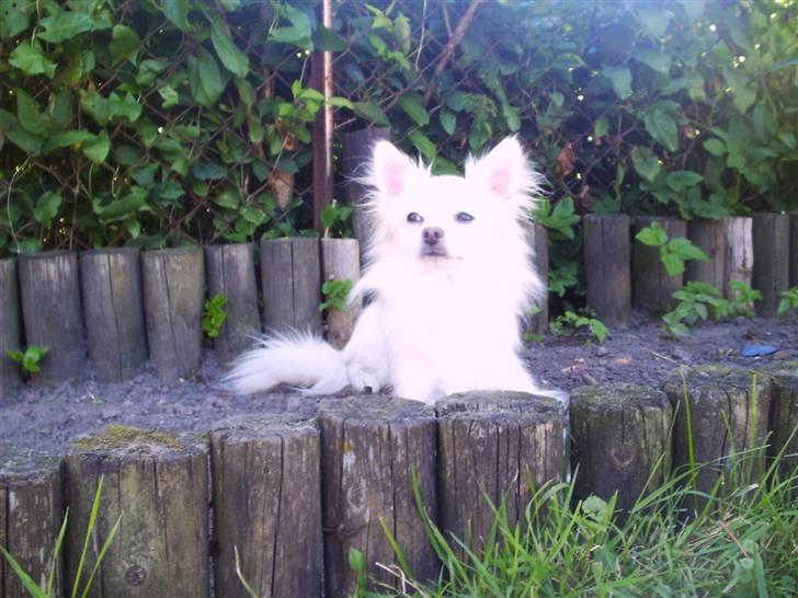 Chihuahua Sigurd  billede 3