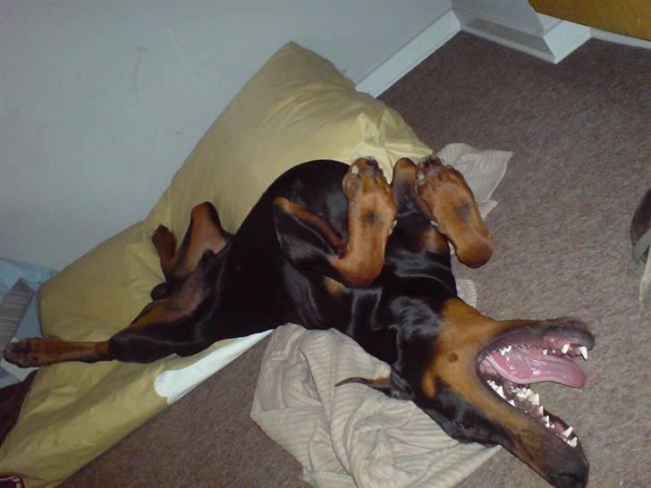 Dobermann Echo *solgt* :'( billede 3