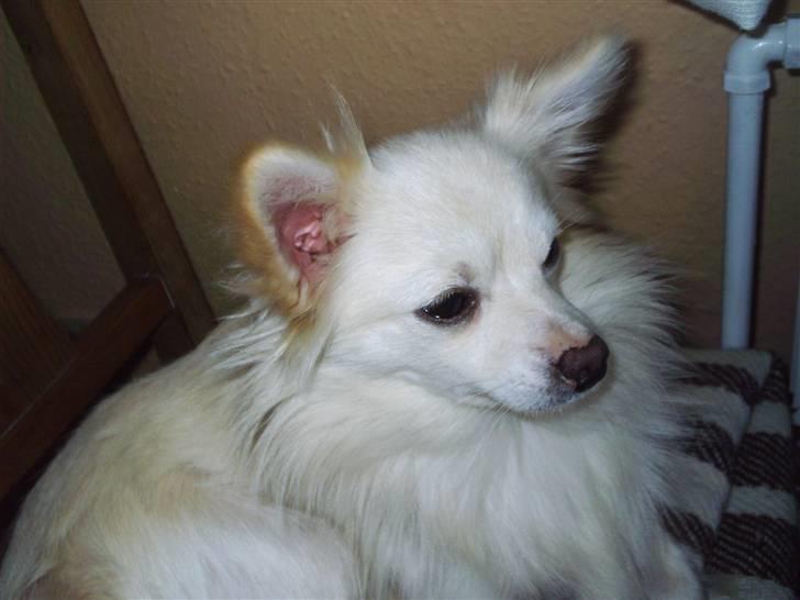 Chihuahua Sigurd  billede 4