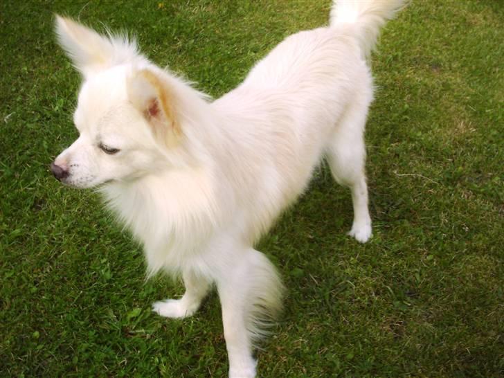 Chihuahua Sigurd  billede 5