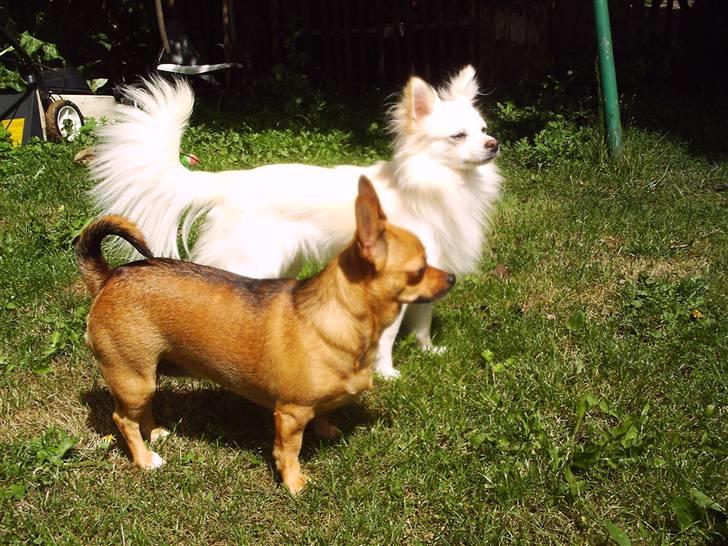 Chihuahua Sigurd  billede 6