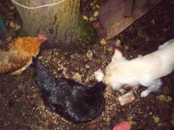 Chihuahua Sigurd  billede 7