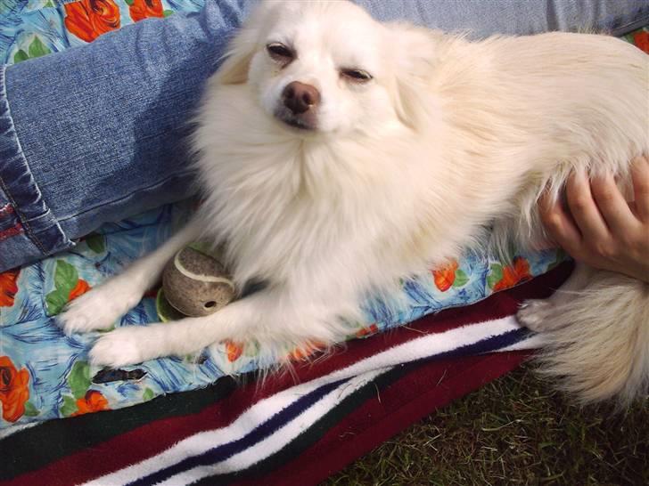 Chihuahua Sigurd  billede 8