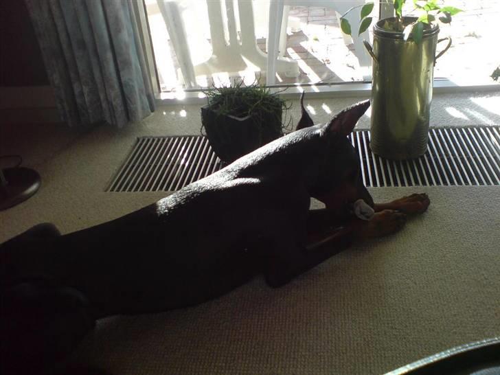 Dobermann Echo *solgt* :'( billede 4