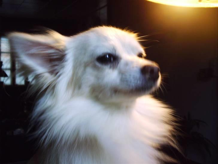 Chihuahua Sigurd  billede 9