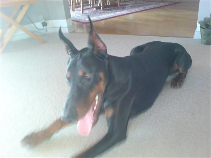 Dobermann Echo *solgt* :'( billede 5