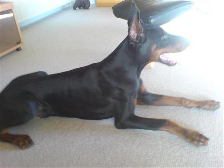 Dobermann Echo *solgt* :'( billede 6