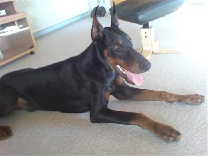 Dobermann Echo *solgt* :'( billede 7