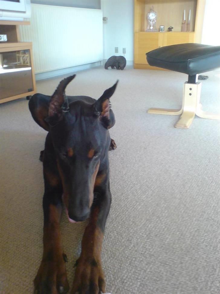 Dobermann Echo *solgt* :'( billede 8
