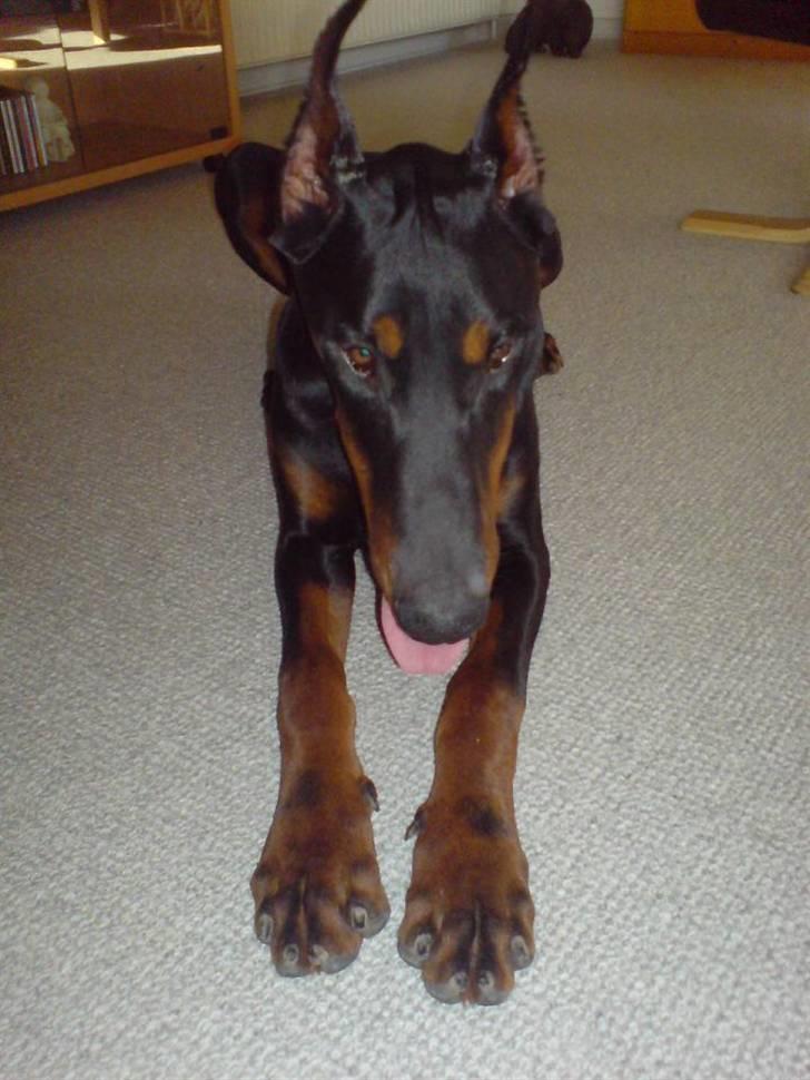 Dobermann Echo *solgt* :'( billede 9