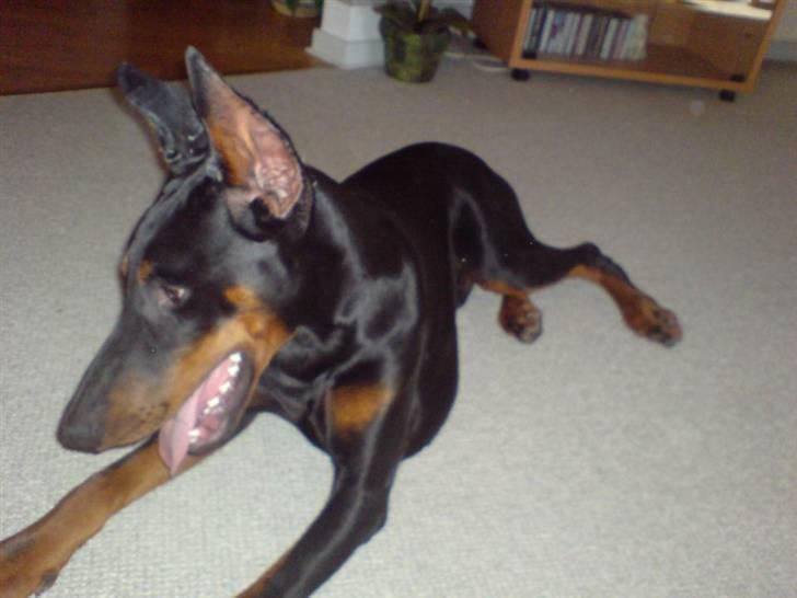 Dobermann Echo *solgt* :'( billede 10
