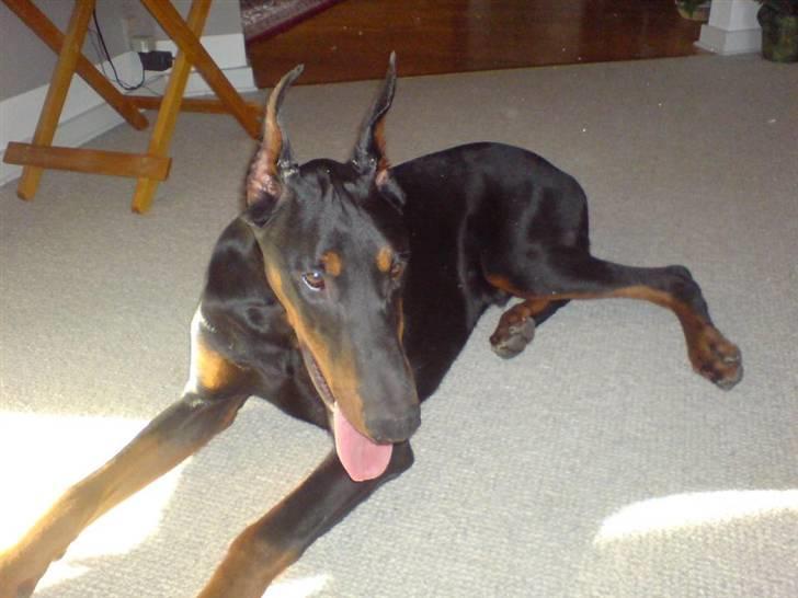 Dobermann Echo *solgt* :'( billede 11