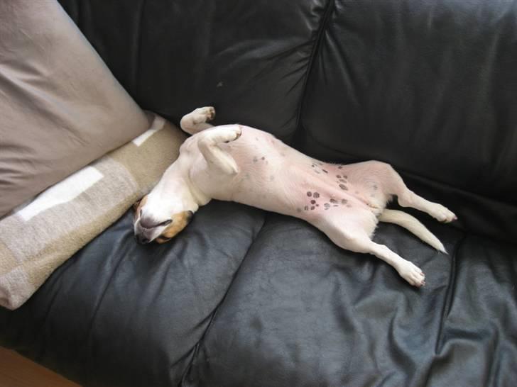 Jack russell terrier Frida - Lillelur billede 9