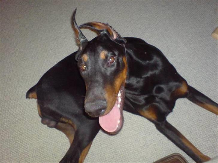 Dobermann Echo *solgt* :'( billede 12