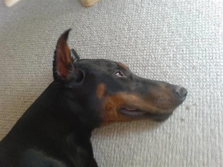 Dobermann Echo *solgt* :'( billede 13