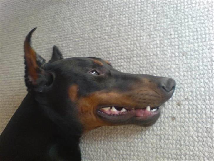 Dobermann Echo *solgt* :'( billede 14
