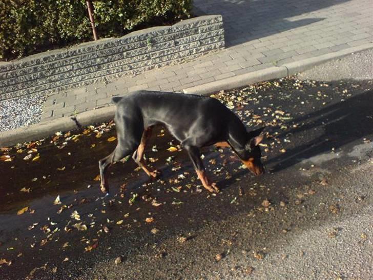 Dobermann Echo *solgt* :'( billede 15