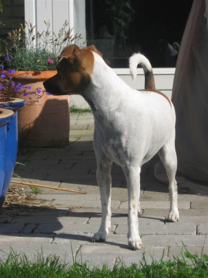 Dansk svensk gaardhund Taffi billede 9