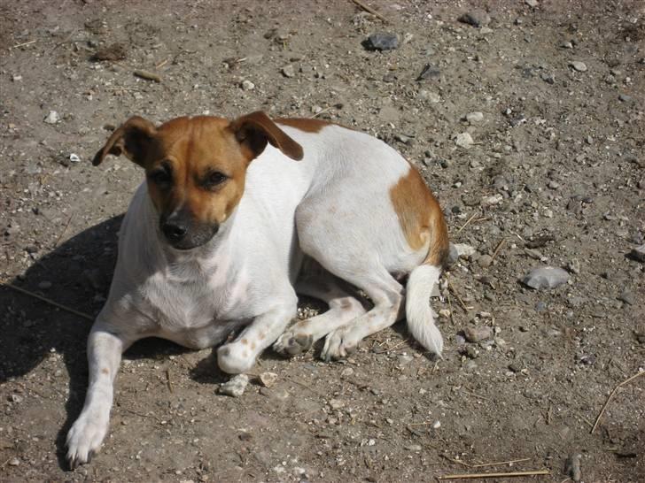 Dansk svensk gaardhund Taffi billede 10