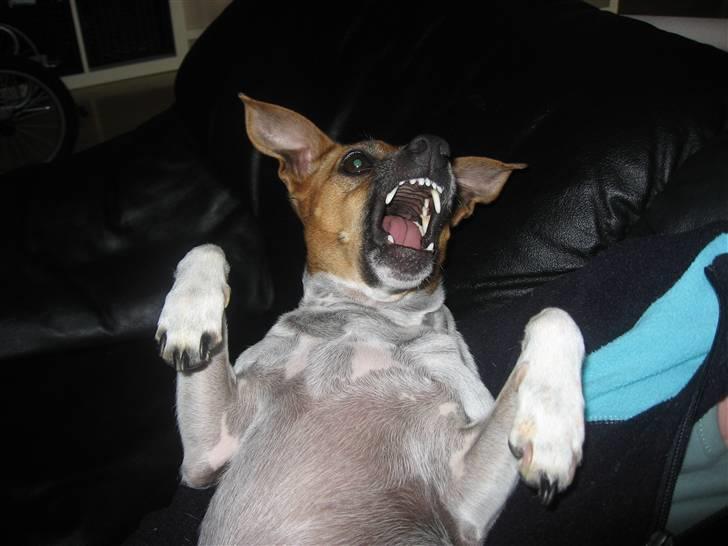 Dansk svensk gaardhund Taffi billede 11