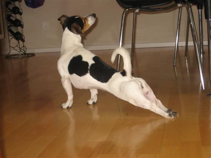 Jack russell terrier Frida - Morgengym. billede 10
