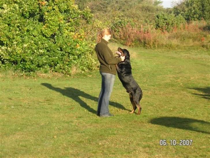 Rottweiler Marco´s Rico billede 19