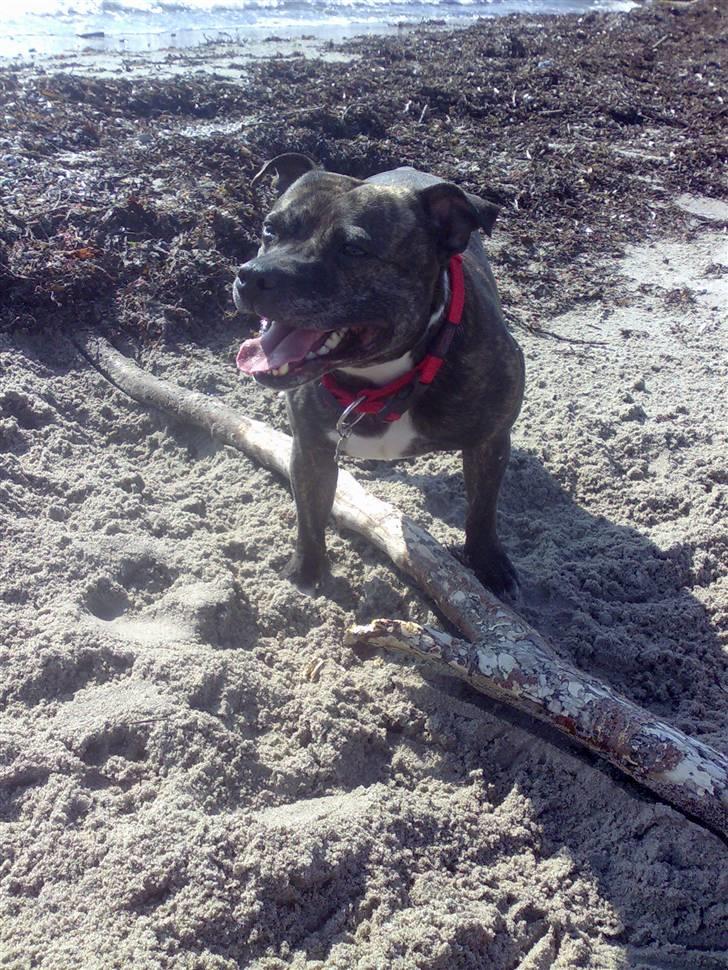 Staffordshire bull terrier tais billede 1