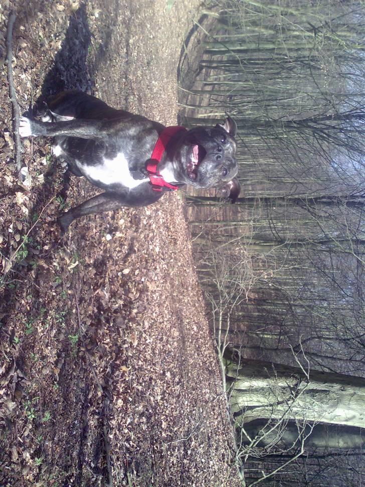 Staffordshire bull terrier tais billede 2