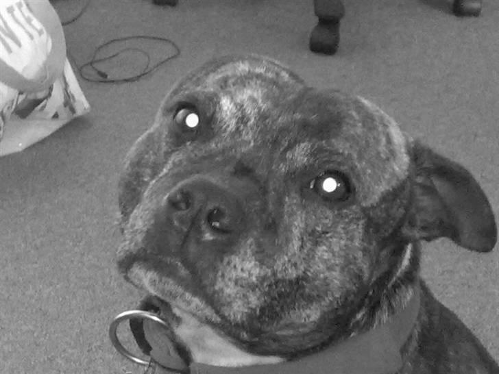 Staffordshire bull terrier tais billede 3