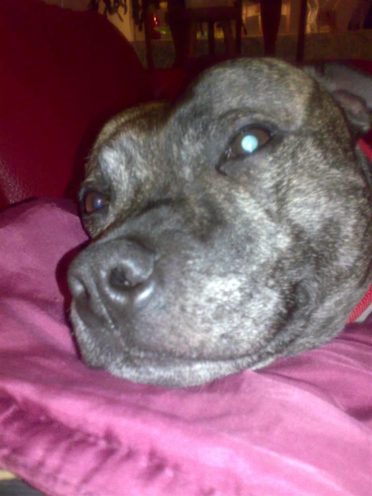 Staffordshire bull terrier tais billede 4