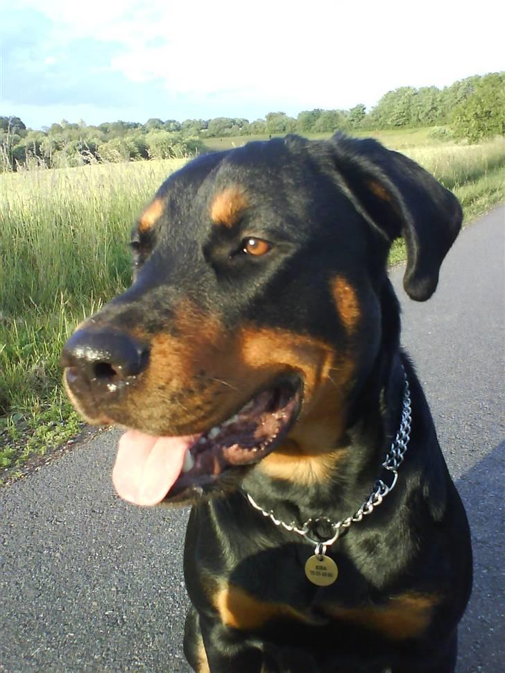 Blanding af racer Kira billede 1