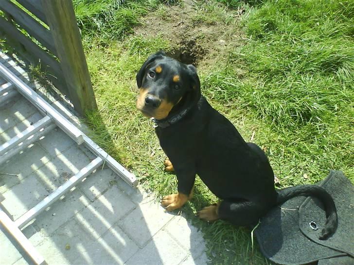 Blanding af racer Kira billede 2