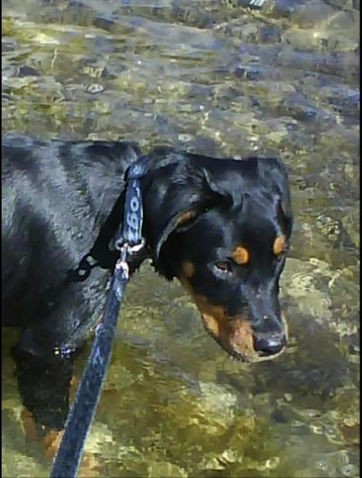 Blanding af racer Kira billede 3