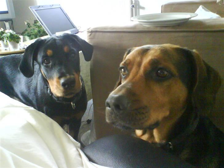 Blanding af racer Kira billede 4