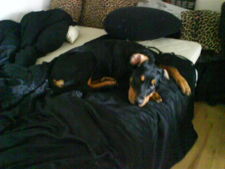 Blanding af racer Kira billede 5