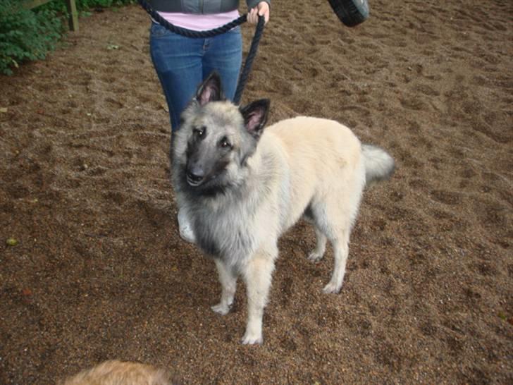 Tervueren Joiy billede 7