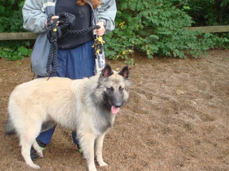 Tervueren Joiy billede 8