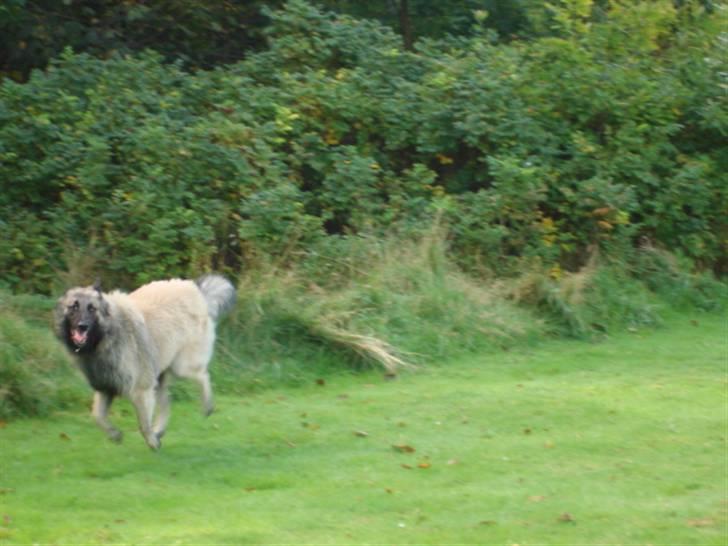 Tervueren Joiy billede 9