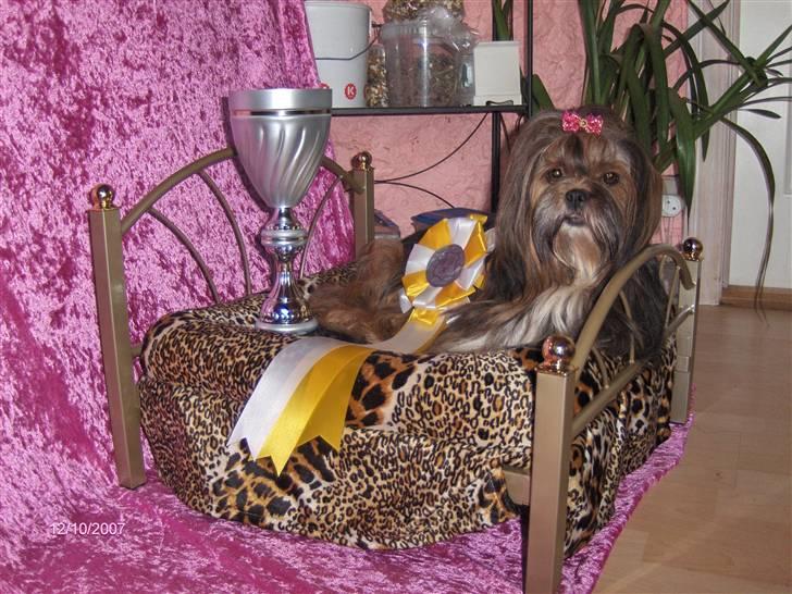 Lhasa apso  LAUNA  billede 14