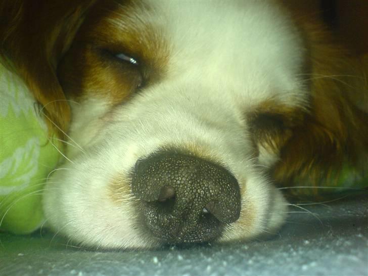 Cavalier king charles spaniel Balder billede 8