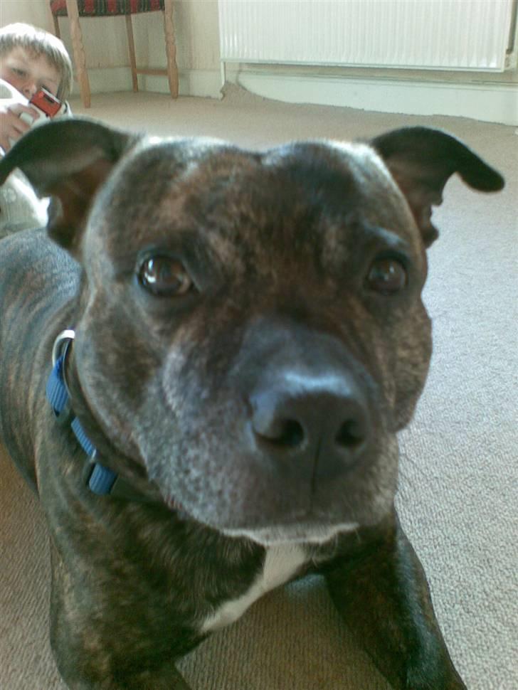 Staffordshire bull terrier tais billede 6