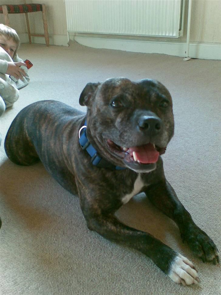 Staffordshire bull terrier tais billede 7