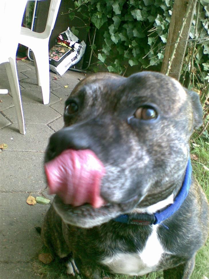 Staffordshire bull terrier tais billede 8