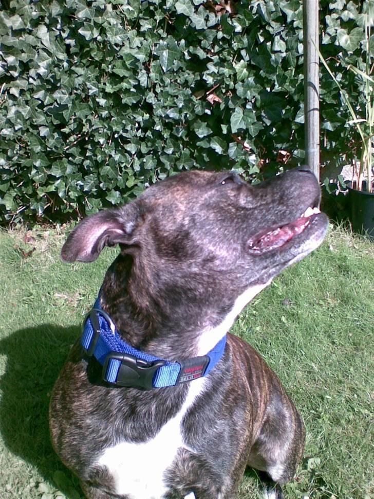 Staffordshire bull terrier tais billede 9